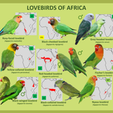 Lovebirds of Africa