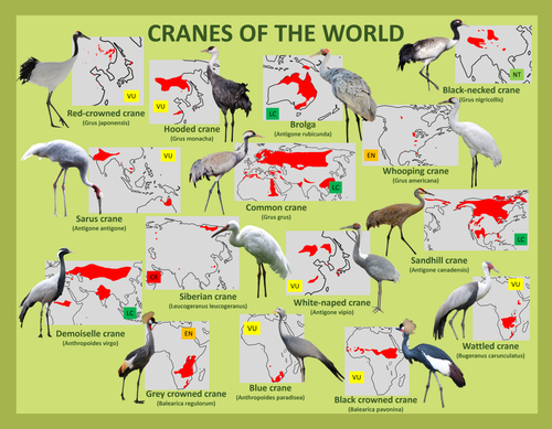 Cranes of the World.png