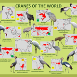 Cranes of the World
