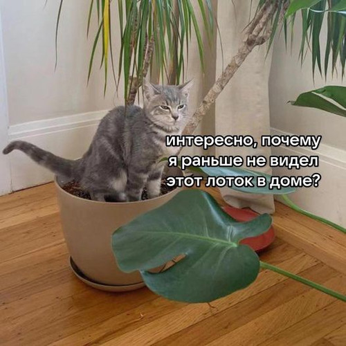 lotok.jpg