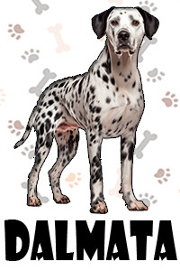 Dalmata.jpg