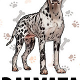 Dalmata