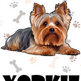 Yorkie