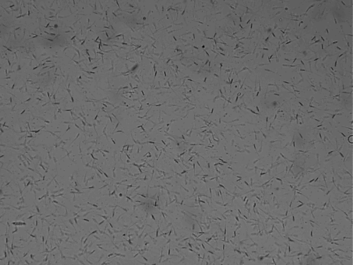 Bull Semen Motility.gif