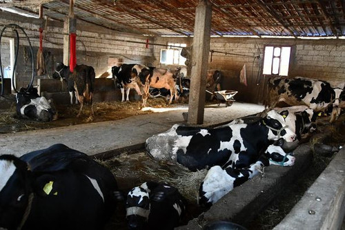 458503899 965687565571353 1187497476157171690 n.jpg?stp=dst jpg p526x395& nc cat=111&ccb=1 7& nc sid.jpg