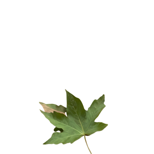 tengrai image 1725350704 4375317.png