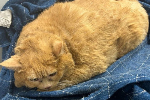 TWjiC8zfOkJLgeKzw8i6BV3KpFyH9pCtzH6CDn4qT5z85SSUPTu0juzxNeowUe4ci12G3W xUksMapDP1XvkyZLkCIGubclw31SL.jpg