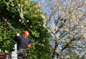 Top-Rated Tree Services in Sydney – Expert Care for Pruning, Removal, and Maintenance.jpg