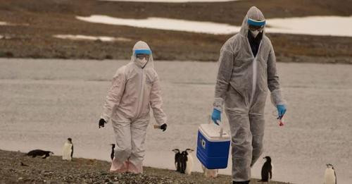 4968583707145612206?url=https%3A%2F%2Fmedia.oranews.tv%2Foranews.tv%2Fmedia3%2F 1200 630 pinguine 17.jpg