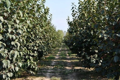 458221055 965397442267032 7340643114100942670 n.jpg?stp=dst jpg p526x395& nc cat=105&ccb=1 7& nc sid.jpg