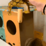 本就不多的智商又被封印了一些.gif