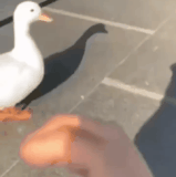 敬酒不吃吃料酒.gif
