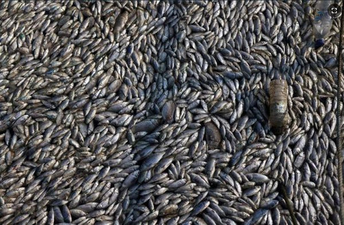 458290225 1302493694502120 7766447156046034762 n.jpg?stp=dst jpg s600x600& nc cat=105&ccb=1 7& nc si.jpg