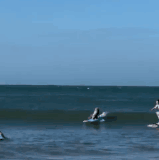 稳如老狗.gif