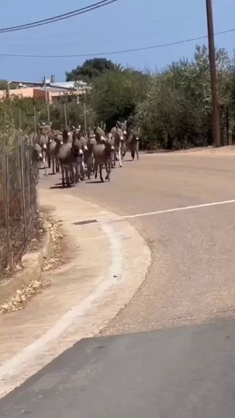 adH G7yX6jPal8QT.jpg