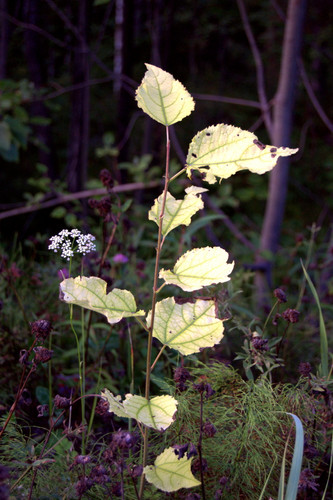DSC 0006.jpg
