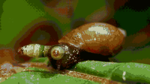GvbAnPy.gif
