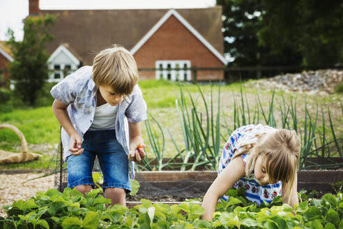 boy and girl standing by a vegetable bed in a garden picking vegetables MINF04412.jpg