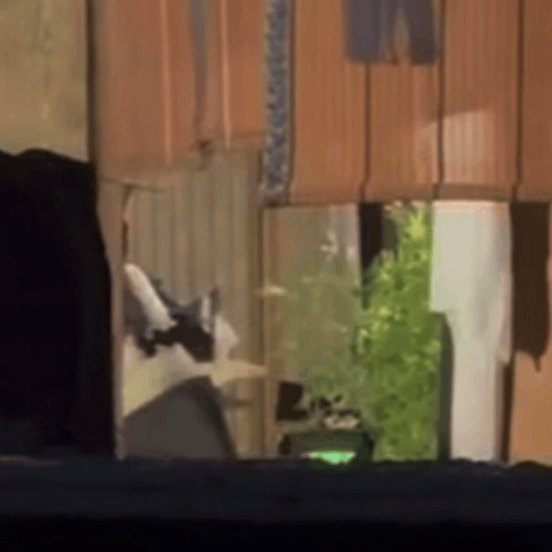 IMG 5535.gif