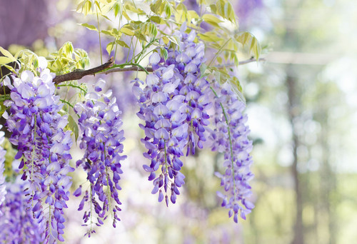 wisteria in bloom royalty free image 1653423554.jpg