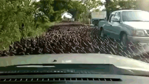 duck stampede.gif
