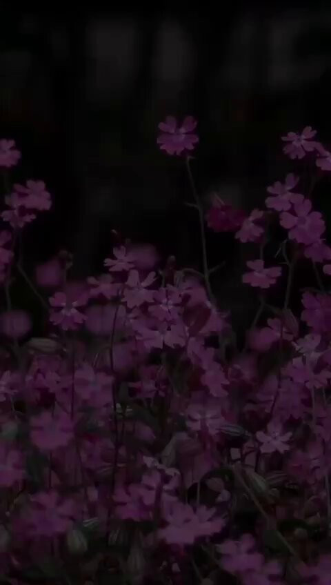 b N3SOTWolbPlNZO.jpg