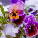 wintergarden2411