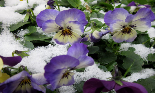 wintergarden2412