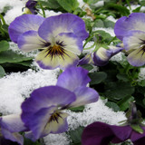wintergarden2412