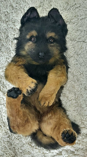 1728244902 2139053904.jpg