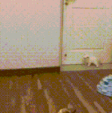 2QO4SKPVpemW6cr.gif