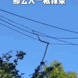 hu8pI9O24V5cGrB.gif