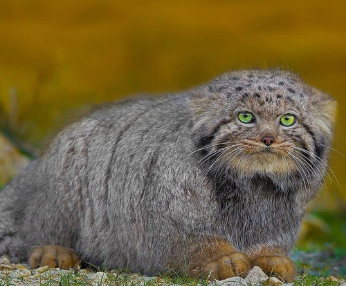 dbOmmtvNO76jT1vt0M3WZ7vWjNcoQWw7mg8ezYPW7j6RpWwMx P0O3x043SD63c85yYwPNRT3zVZQyH3KOykpGy4FHpkrfXtDSjc.jpg