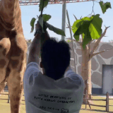 IMG 8110.gif