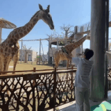 IMG 8109.gif