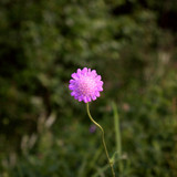 IMG 2378
