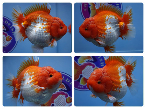 Ranchu Goldfish for Sale.jpg