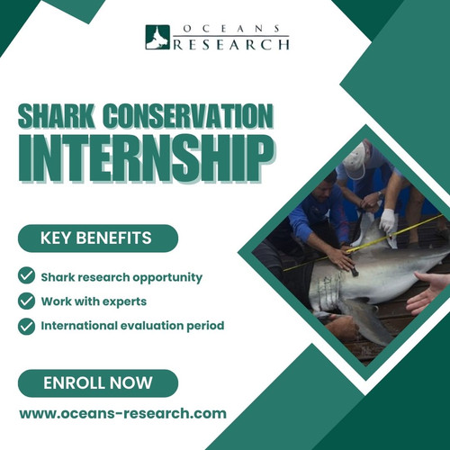 Shark Conservation Internship.jpg