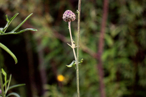 IMG 2396.jpg