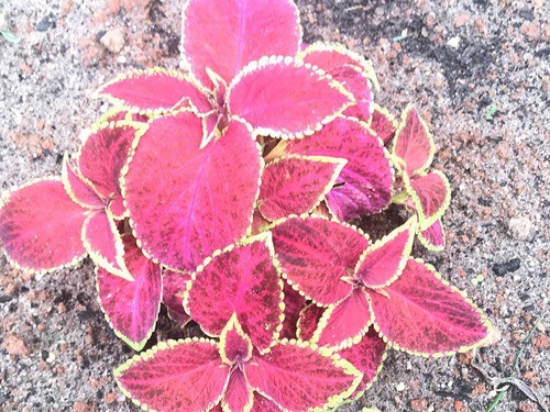 Tree services Adelaide.jpg