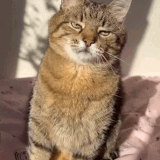 GIF.gif