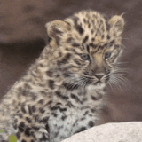 200w.gif