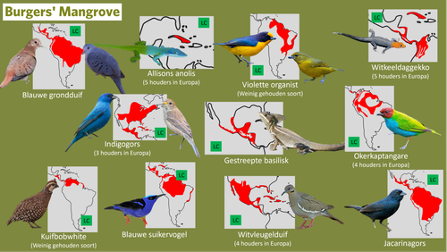 Mangrove (Loslopers).png