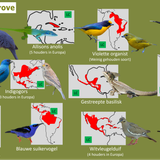 Mangrove (Loslopers)