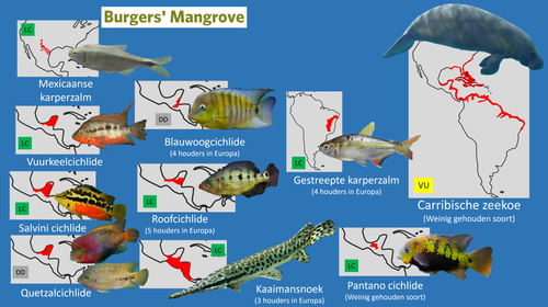 Mangrove (Zeekoeienkreek).png