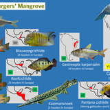Mangrove (Zeekoeienkreek)