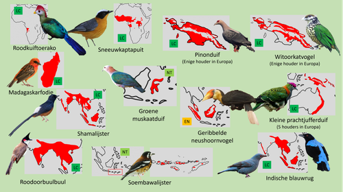 Bush (Loslopers 3).png