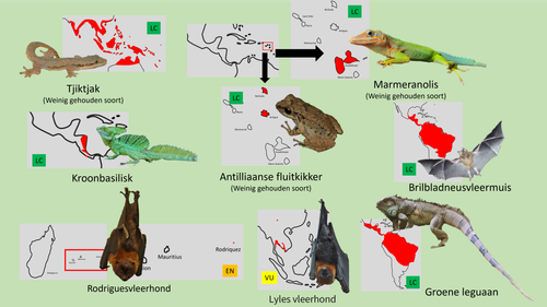 Bush (Loslopers 4).png