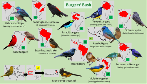 Bush (Loslopers 1).png