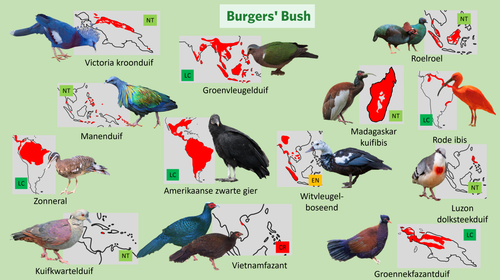 Bush (Loslopers 2).png